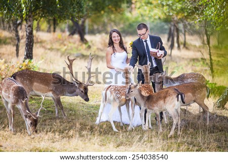 Beautiful bride and groom in a park with deer