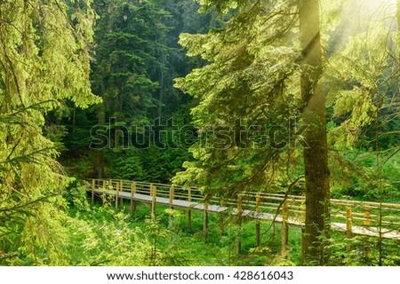 Beautiful bridge in the forest with rays of sun on the background of coniferous forest