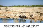 Beautiful bright African waterhole scene with Oryx, Zebra, Wildebeest and Springbok.  Animals come to drink i the heat of the day to cool down