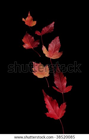 Similar – Autumn foliage I