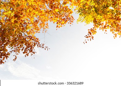 秋の木 の画像 写真素材 ベクター画像 Shutterstock