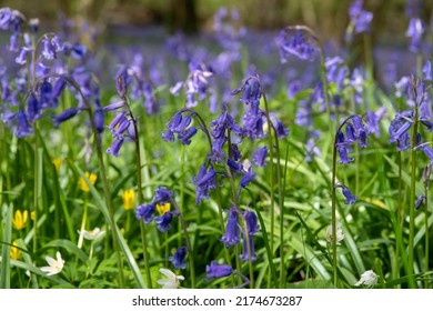 6,096 English bluebells Images, Stock Photos & Vectors | Shutterstock