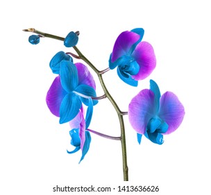 Beautiful bright blue orchid on white background