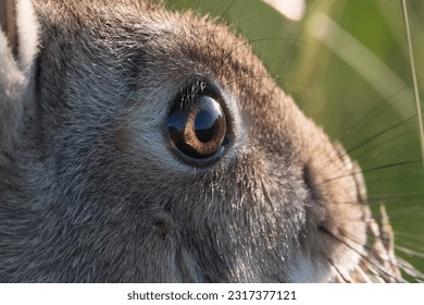 Beautiful bright brown eyes close-up of a wild rabbit - Powered by Shutterstock