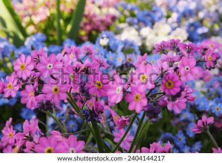 Similar – Image, Stock Photo pink forget-me-not flower