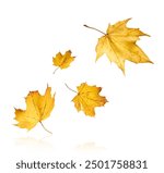 Beautiful bright colorful autumn  leaves falling in the air isolated on white background. Zero gravity or levitation autumn conception. High resolution image.