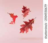 Beautiful bright colorful autumn  leaves falling in the air isolated on pink background. Zero gravity or levitation autumn conception. High resolution image.