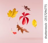 Beautiful bright colorful autumn  leaves falling in the air isolated on pink background. Zero gravity or levitation autumn conception. High resolution image.