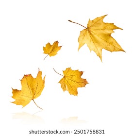 Beautiful bright colorful autumn  leaves falling in the air isolated on white background. Zero gravity or levitation autumn conception. High resolution image. - Powered by Shutterstock