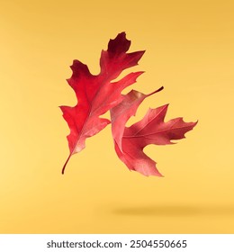 Beautiful bright colorful autumn  leaves falling in the air isolated on yellow background. Zero gravity or levitation autumn conception. High resolution image. - Powered by Shutterstock