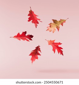 Beautiful bright colorful autumn  leaves falling in the air isolated on pink background. Zero gravity or levitation autumn conception. High resolution image. - Powered by Shutterstock