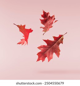 Beautiful bright colorful autumn  leaves falling in the air isolated on pink background. Zero gravity or levitation autumn conception. High resolution image. - Powered by Shutterstock