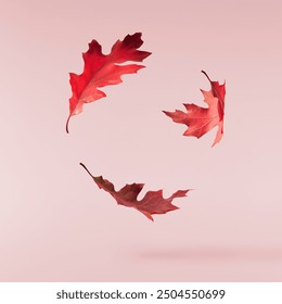 Beautiful bright colorful autumn  leaves falling in the air isolated on pink background. Zero gravity or levitation autumn conception. High resolution image. - Powered by Shutterstock