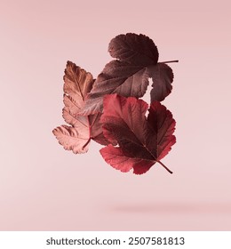 Beautiful bright colorful autumn  leaves falling in the air isolated on pink background. Zero gravity or levitation autumn conception. High resolution image. - Powered by Shutterstock