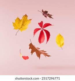 Beautiful bright colorful autumn  leaves falling in the air isolated on pink background. Zero gravity or levitation autumn conception. High resolution image. - Powered by Shutterstock