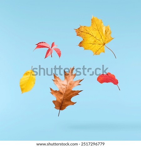 Beautiful bright colorful autumn  leaves falling in the air isolated on blue background. Zero gravity or levitation autumn conception. High resolution image.