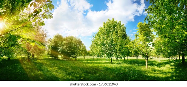 Beautiful bright colorful summer spring landscape with trees in Park, juicy fresh green grass on lawn and sunlight against  blue sky with clouds. Wide format, selective focus. - Powered by Shutterstock