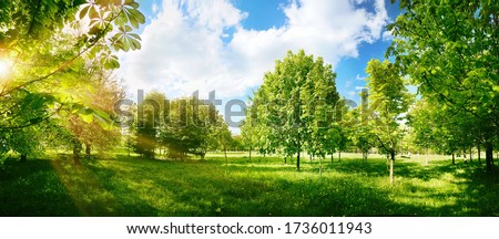 Beautiful bright colorful summer spring landscape with trees in Park, juicy fresh green grass on lawn and sunlight against  blue sky with clouds. Wide format, selective focus.