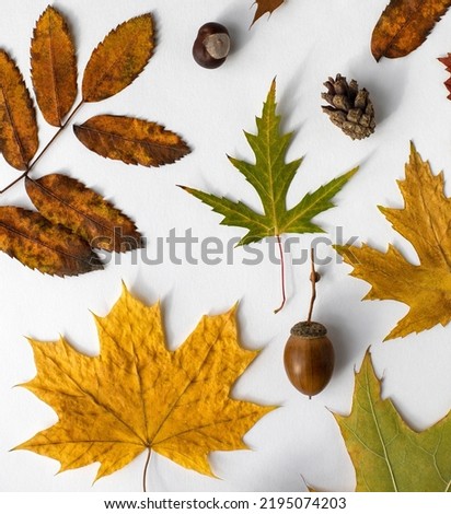 Beautiful bright fall leaves from different trees with a cone, chestnut and acorn lying on a white background, view from above