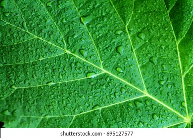 Beautiful bright green leaf of foxglove tree close up with drops of rain water. Courtyard tree the Chinese princess (Paulownia tomentosa). - Powered by Shutterstock