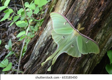 Beautiful Bright Green Luna Moth On A Tree Trunk.