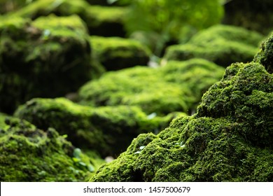 Beautiful Bright Green moss grown up cover the rough stones   the floor in the forest  Show and macro view  Rocks full the moss texture in nature for wallpaper  soft focus 
