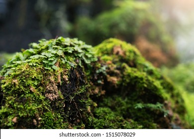 Beautiful Bright Green moss grown up cover the rough stones and on the floor in the forest. Show with macro view. Rocks full of the moss texture in nature for wallpaper. soft focus. - Powered by Shutterstock