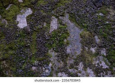 Beautiful bright green moss grown on rough stones and on the floor in the forest. Rocks are falling from a fashionable texture in nature for wallpaper. soft focus - Powered by Shutterstock