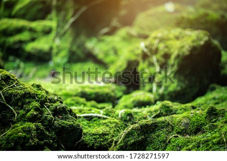 Beautiful Bright Green moss grown up cover the rough stones and on the floor in the forest. Show with macro view. Rocks full of the moss texture in nature for wallpaper.