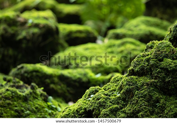 美しい明るい緑のコケが 荒い石や森の床を覆っています マクロビューで表示します 壁紙の自然の中で苔のテクスチャーがいっぱいの岩 ソフトフォーカス の写真素材 今すぐ編集