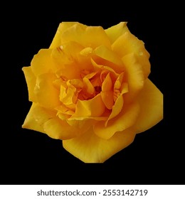 Beautiful, bright, luxury, exotic, eye catching, gorgeous, yellow rose flower image on dark background - Powered by Shutterstock - Get 15% off with code: PIKWIZARD15