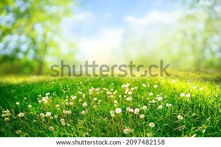 Beautiful bright natural image of fresh grass spring meadow with dandelions with blurred background and blue sky with clouds.