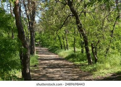 Beautiful and bright nature of a small forest in summer. A beautiful field with dry grass, tall pine trees, a beautiful blue sky in the city of Dnipro, Ukraine.