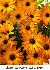 Beautiful bright orange flowers Osteospermum background. Blooming floral bright backdrop. Summer concept