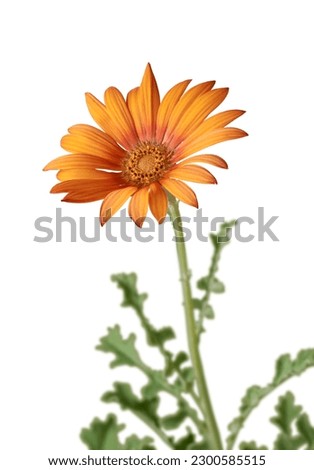 beautiful bright orange gerbera daisy flower, aka gerbera jamesonii, isolated on white background taken in selective focus
