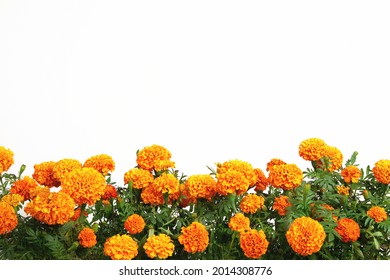 Beautiful bright orange marigold flowers field isolated on white background with copy space. Floral border with clipping path. Blooming herbal plant marigold garden flowerbed. - Powered by Shutterstock