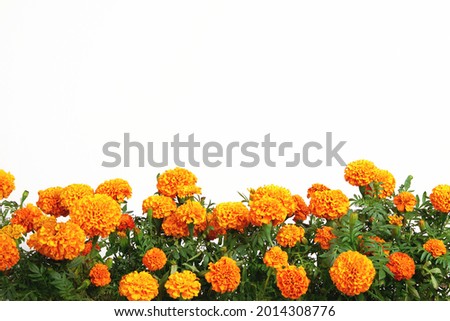 Beautiful bright orange marigold flowers field isolated on white background with copy space. Floral border with clipping path. Blooming herbal plant marigold garden flowerbed.