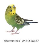 Beautiful bright parrot on white background. Exotic pet