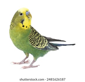 Beautiful bright parrot on white background. Exotic pet - Powered by Shutterstock