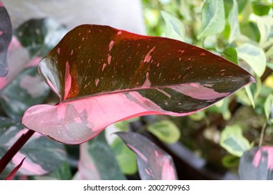 Beautiful bright pink and black leaf of Philodendron Pink Princess, a popular houseplant