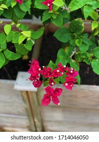 Beautiful Bright Pink Flowers Blooming In Miami Home Backyard. DIY Backyard Project.