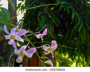 beautiful bright pink phalaenopsis equestris botanical sort orchid flower branch, Purple orchid, Phalaenopsis equestris, one species in Phalaenopsis genus