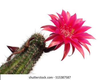 a beautiful bright pink tender echinopsis spiky cactus flower isolated on white