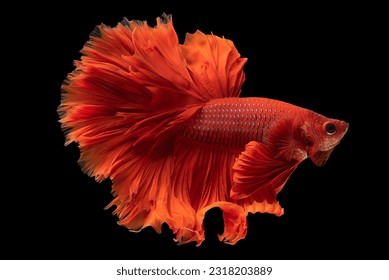 Beautiful bright red betta fish radiates with its vibrant and eye catching red color instantly capturing attention, Siamese fighting fish, Bitten fish.