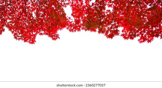 Beautiful bright red maple leaf isolated on white background.