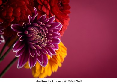 Beautiful bright red, purple and yellow chrysanthemum flower on colored background (shallow DOF, selective focus on the chrysanthemum petals)