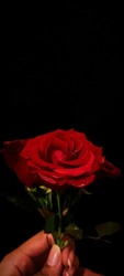 Beautiful And Bright Red Rose 