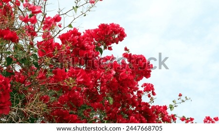Beautiful bright red scarlet ornamental Bougainvillea shrub against a blue sky