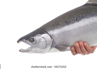 Beautiful bright silver Coho salmon ready to be released isolated on white background
