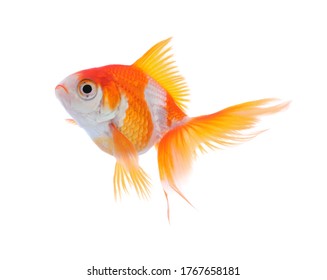 Beautiful Bright Small Goldfish Isolated On Stock Photo 1767658181 ...